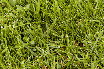 grass with clipped tips. green summer grass background, view from above, selective focus.