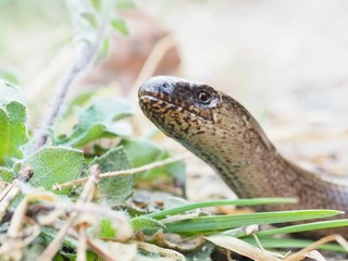 Slow worm close up in spring