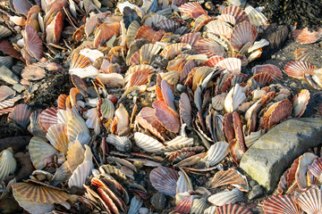 Full frame view of lots of colorful scallop shells. Close up
