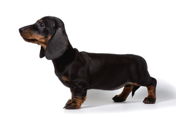 The Dachshund puppy stands sideways on a white background.