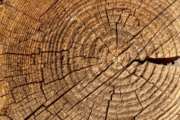 Naklejka premium old cut trunk background texture