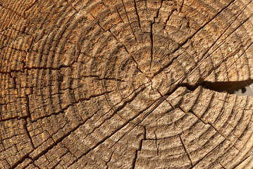 Fototapeta premium old cut trunk background texture