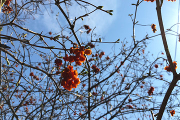wrinkled red berries of viburnum and rowan in the spring morning, blue sunny sky background, selective focus.
