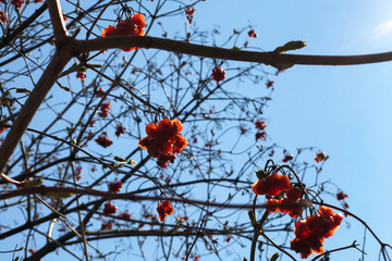 clsoe-up Branches of viburnum, viburnum opulus, shrunken and wrinkled red berries on the sky background, selective focus.