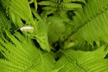 Young green fern sprout in spring in the garden with blurred background