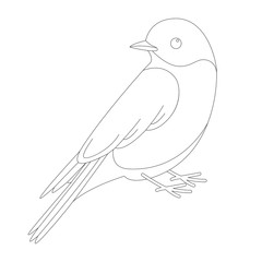  bluebird vector illustration, lining draw, profile
