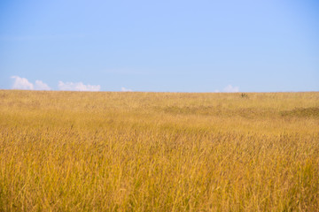 Summer field landscape. Russian open spaces. Field and sky field background