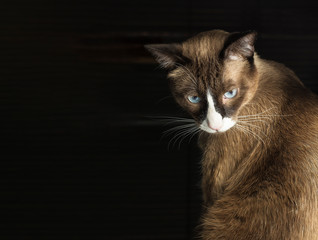 Gato de ojos azules sensual, elegante, curioso y demostrativo
