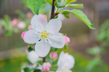 Spring flowers in nature