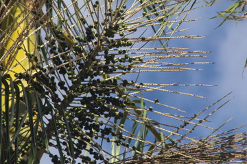 Açaí