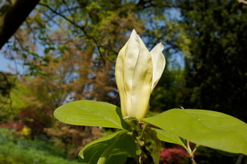 gelben Magnolien-Sorten