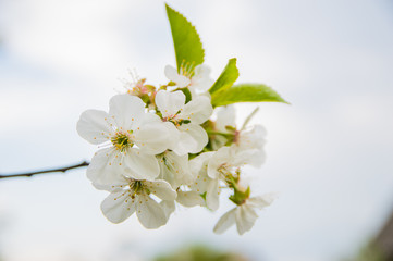 Spring flowers in nature