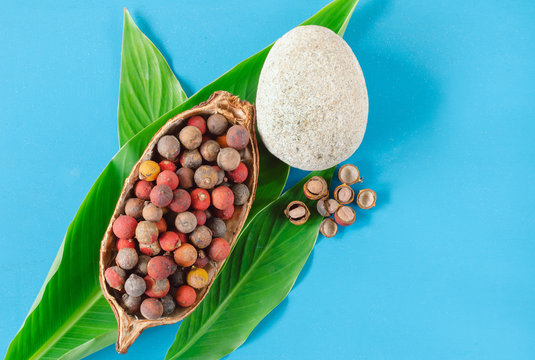 Corozo fruit in cocoa cob bowl. Bactris guineensis.