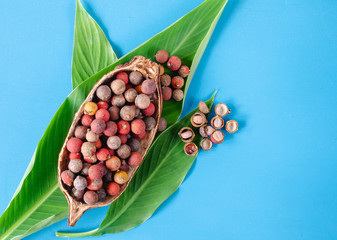 Corozo fruit in cocoa cob bowl. Bactris guineensis.