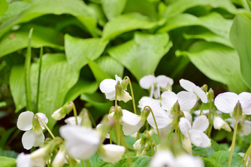 A lot of white flowers of violets gloriole in the spring in the garden next to the flower of hosta