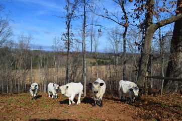 English White Cows on Rural Farm in Fall