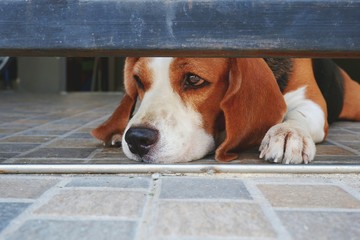 Close up young beagle dog waiting its owner and lying on tile floor under steel door in lonely gesture at home, pet portrait concept