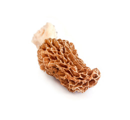 Morel mushroom isolated on white background