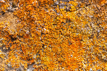 Lichen Apothecia - Crustose Lichen