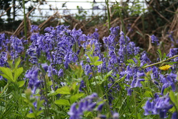 Obraz premium Bluebells Galore