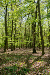Sun shining through a green forest in spring