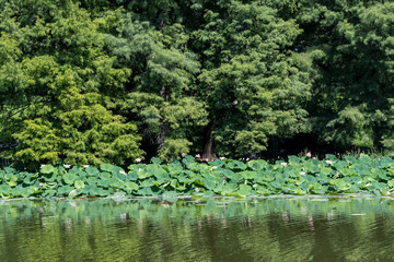Group of large green leaves and pink waterlilies (latin Nelumbo nucifera) in full bloom on water in a sunny summer day, lotus flowers with green trees in the background