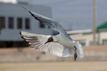 カモメ