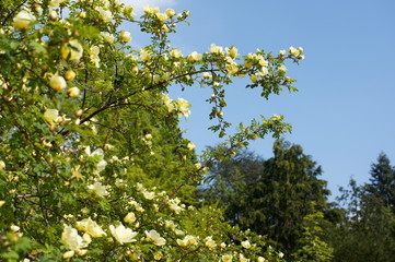 SONY DSC