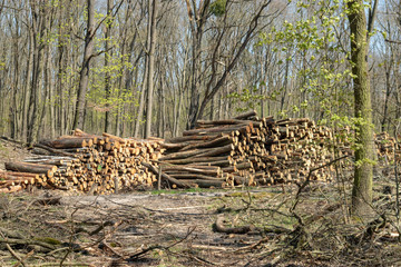 Frisch geschlagene Baumstämme im Wald aufgestapelt zu großen Stapeln, markiert und bereit zur Abholung