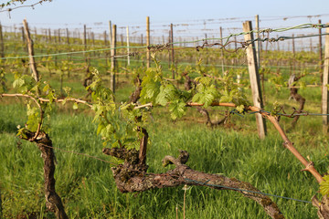 Green Grapes Vines in Vineyard during Spring