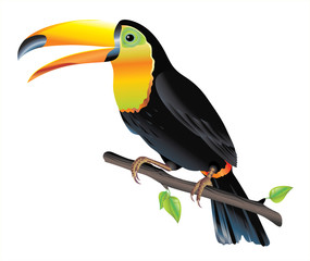 vector illustration of bird Tukan Toucan © elvil