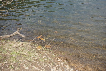 Toads swimming in the water of the Synevir lake. Carpathian mountains.
