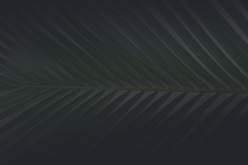 Dark Creative tropical in Phuket Thailand green leaves layout. Nature spring concept. Flat lay.