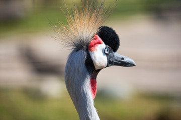 Crowned Crane. Crowned crane is a large bird from the family of real cranes, leading a sedentary lifestyle in West and East Africa. The bird is one of Uganda's national symbols and is depicted on its 