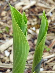hosta leaf opening