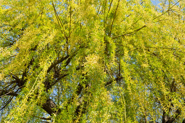Hanging willow branches in the spring © IreneuszB