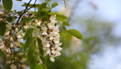 Spring blooming white acacia on branch background 