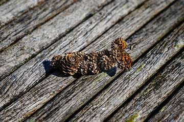 beautiful colored plants make textures