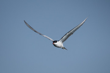 Flussseeschwalbe im Flug