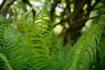 Farn, Psilotopsida,Natternzungengewächse (Ophioglossaceae) (inkl. Botrychiaceae, Helminthostachyaceae)