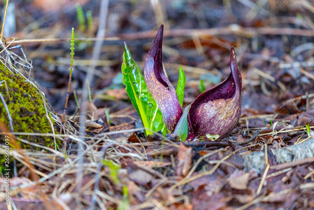 Canvas Prints  Eastern skunk cabbage ,Symplocarpus foetidus,native plant of eastern north America.Used  as a medicinal plant and magical talisman by various tribes of native americans