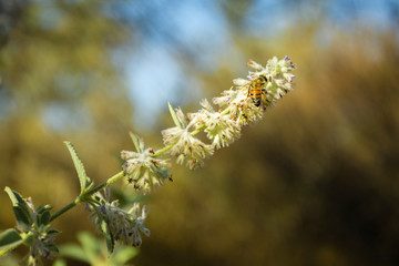 abeja comiendo