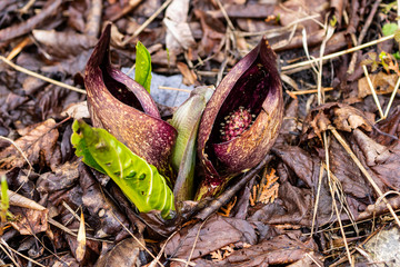  Eastern skunk cabbage ,Symplocarpus foetidus,native plant of eastern north America.Used  as a...