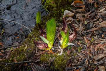  Eastern skunk cabbage ,Symplocarpus foetidus,native plant of eastern north America.Used  as a medicinal plant and magical talisman by various tribes of native americans