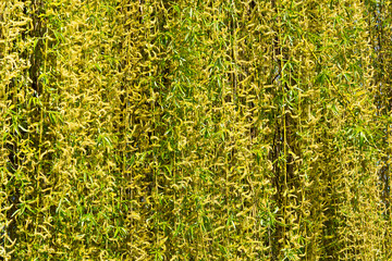 Background from hanging willow twigs © IreneuszB