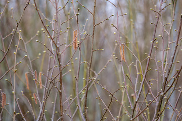 naked tree branches in early spring with no leaves on grey day