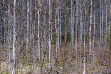 Obraz premium naked tree branches in early spring with no leaves on grey day