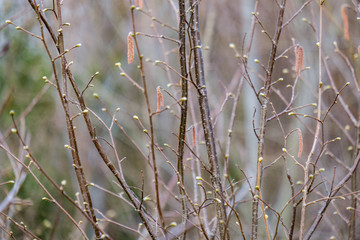 naked tree branches in early spring with no leaves on grey day
