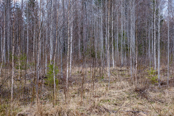 naked tree branches in early spring with no leaves on grey day