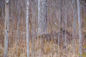 Fototapeta premium naked tree branches in early spring with no leaves on grey day